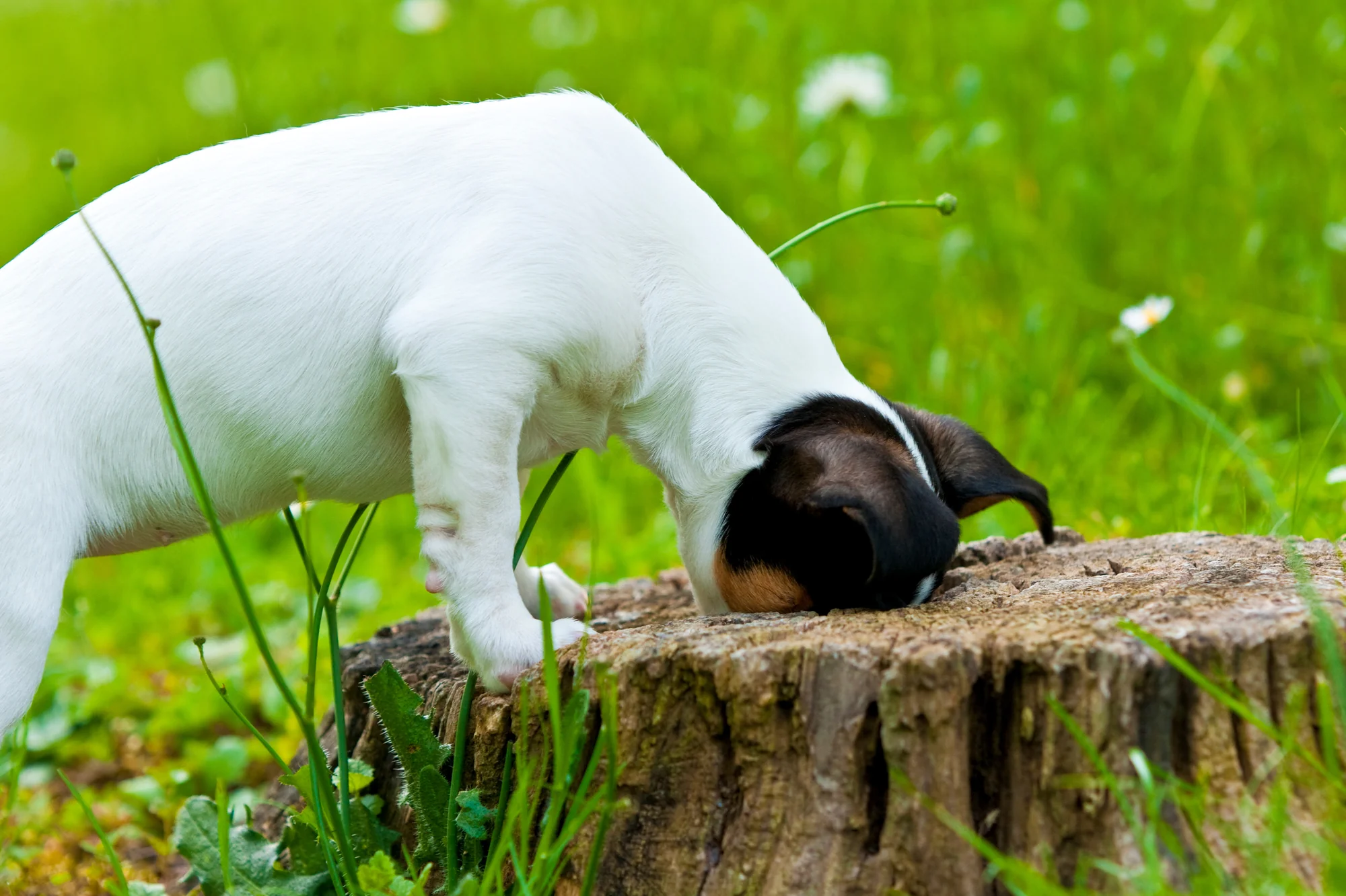 lage-stock-hund-wiese